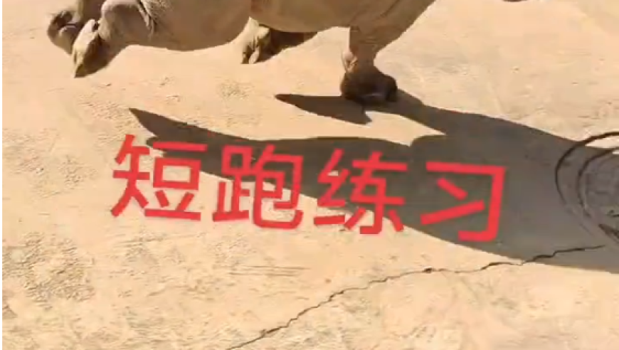 管家婆一句平特免费公开,王者荣耀联动神都洛阳,精准解释落实及其象征意义_纪念版V10.85