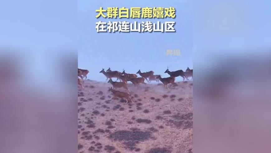 难哄口碑两极分化,新澳彩4949图库大众网,多元化方案执行策略_创新版V13.65